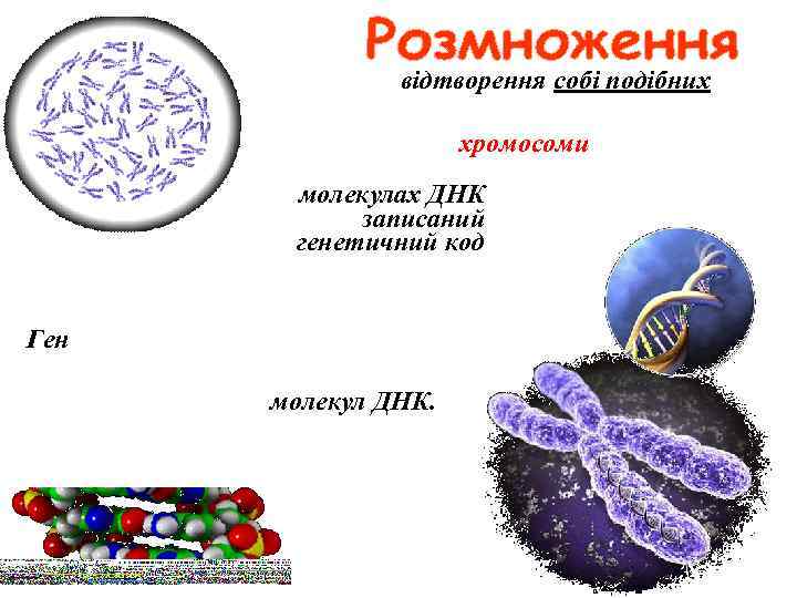 відтворення собі подібних У ядрі кожної клітини є хромосоми – носії спадкової інформації про