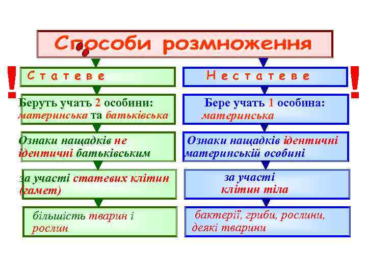 С т а т е в е Беруть учать 2 особини: материнська та батьківська