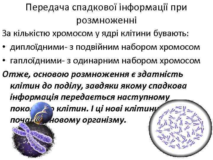 Передача спадкової інформації при розмноженні За кількістю хромосом у ядрі клітини бувають: • диплоїдними-