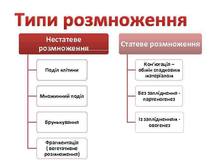 Типи розмноження Нестатеве розмноження Статеве розмноження Поділ клітини Кон’югація – обмін спадковим матеріалом Множинний