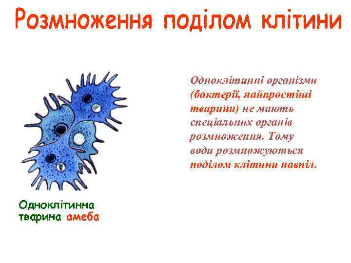 Одноклітинні організми (бактерії, найпростіші тварини) не мають спеціальних органів розмноження. Тому води розмножуються поділом