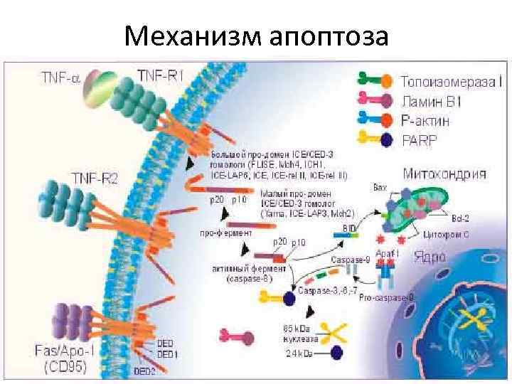 Механизм апоптоза 