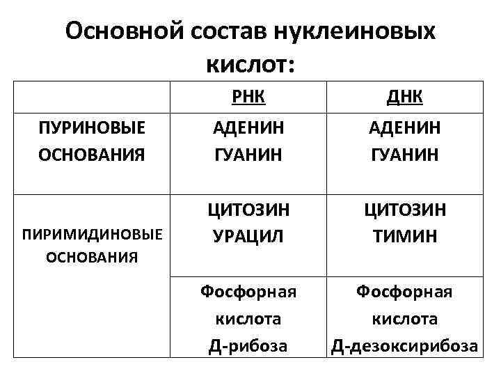 Основной состав нуклеиновых кислот: РНК ПУРИНОВЫЕ ОСНОВАНИЯ ПИРИМИДИНОВЫЕ ОСНОВАНИЯ ДНК АДЕНИН ГУАНИН ЦИТОЗИН УРАЦИЛ