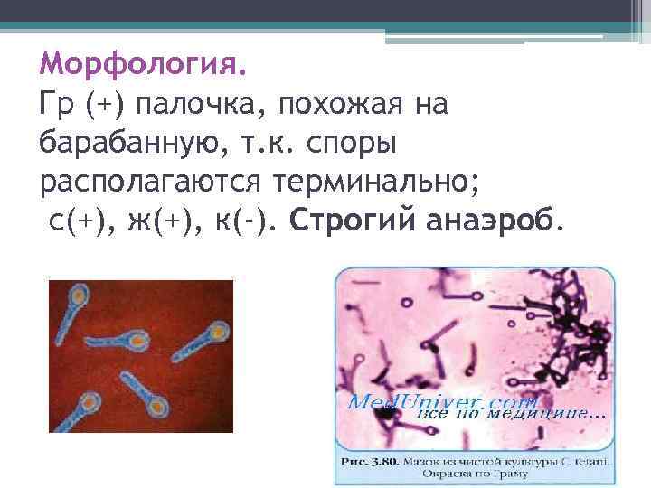 Морфология. Гр (+) палочка, похожая на барабанную, т. к. споры располагаются терминально; с(+), ж(+),