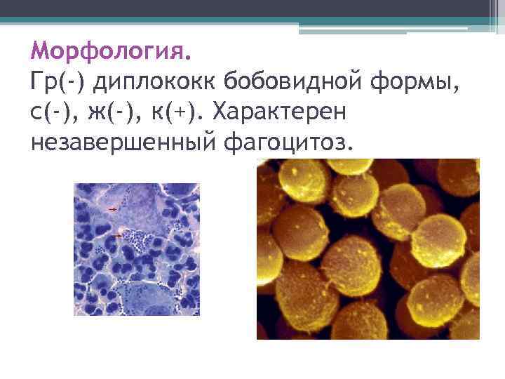 Морфология. Гр(-) диплококк бобовидной формы, с(-), ж(-), к(+). Характерен незавершенный фагоцитоз. 