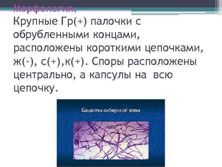 Морфология. Крупные Гр(+) палочки с обрубленными концами, расположены короткими цепочками, ж(-), с(+), к(+). Споры