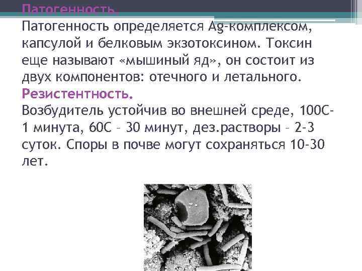 Патогенность определяется Ag-комплексом, капсулой и белковым экзотоксином. Токсин еще называют «мышиный яд» , он