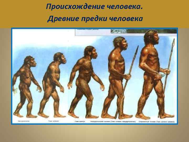 Происхождение человека. Древние предки человека 