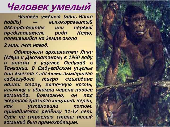 Человек умелый Челове к уме лый (лат. Homo habilis) — высокоразвитый австралопитек или первый