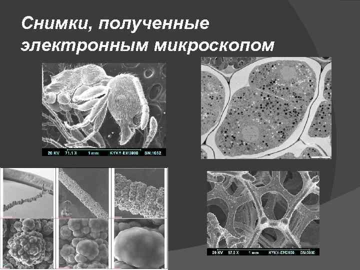 Снимки, полученные электронным микроскопом 