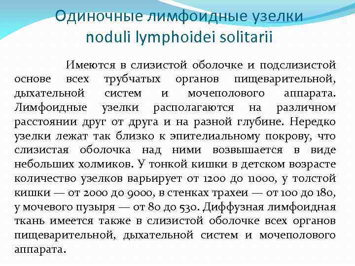 Одиночные лимфоидные узелки noduli lymphoidei solitarii Имеются в слизистой оболочке и подслизистой основе всех