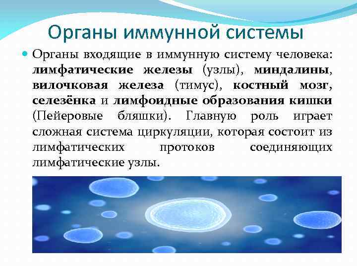 Органы иммунной системы Органы входящие в иммунную систему человека: лимфатические железы (узлы), миндалины, вилочковая