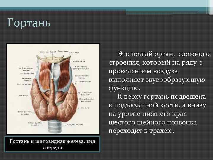 Гортань Это полый орган, сложного строения, который на ряду с проведением воздуха выполняет звукообразующую