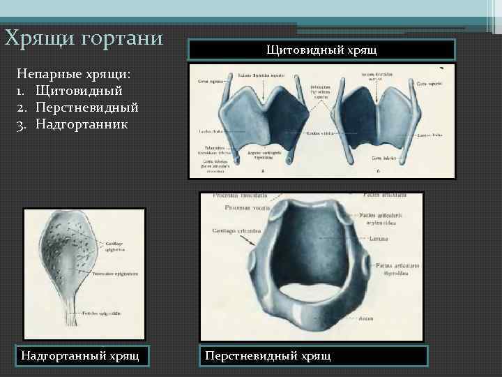 Щитовидный хрящ гортани фото