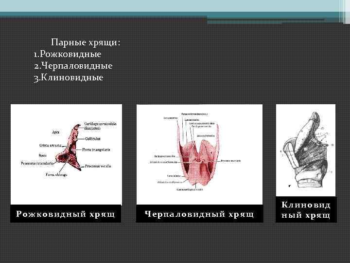 Парные хрящи: 1. Рожковидные 2. Черпаловидные 3. Клиновидные Рожковидный хрящ Черпаловидный хрящ Клиновид ный