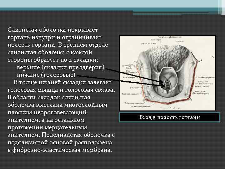 Полость ограниченный