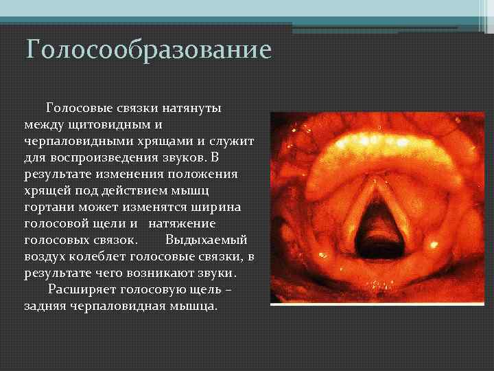 Голосообразование Голосовые связки натянуты между щитовидным и черпаловидными хрящами и служит для воспроизведения звуков.