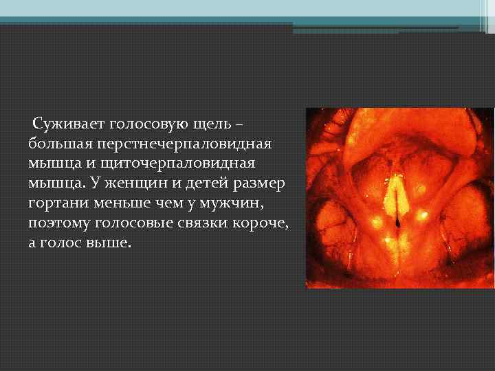 Cуживает голосовую щель – большая перстнечерпаловидная мышца и щиточерпаловидная мышца. У женщин и детей