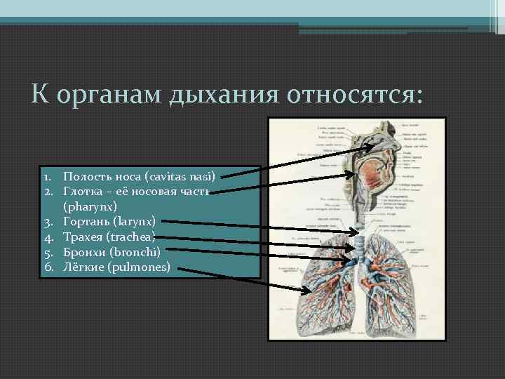 К органам дыхания относятся: 1. Полость носа (cavitas nasi) 2. Глотка – её носовая