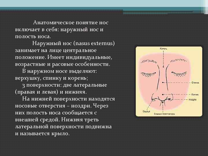 Анатомическое понятие нос включает в себя: наружный нос и полость носа. Наружный нос (nasus