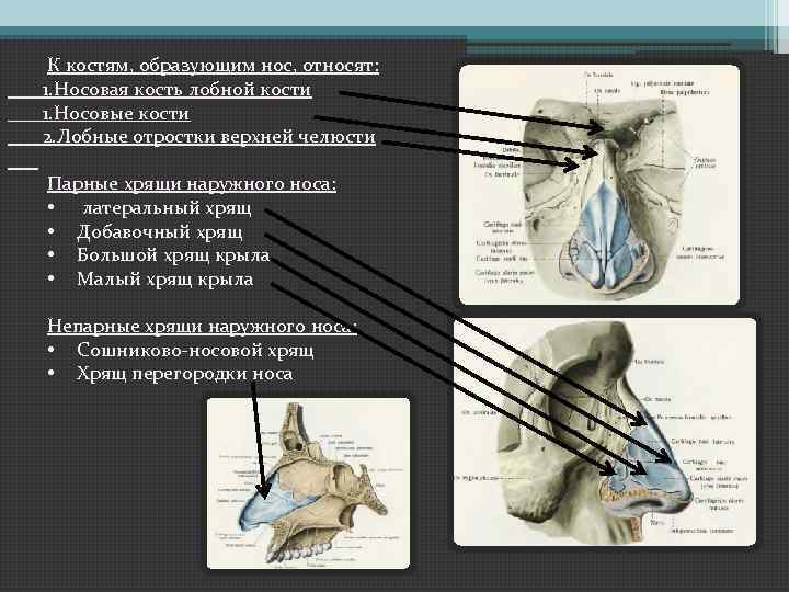 Воздухоносные кости. Парные носовые кости. Носовая кость Тип кости. Лобные отростки кости нос. Характеристика носовых костей.