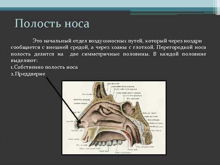 Воздухоносные пути включают