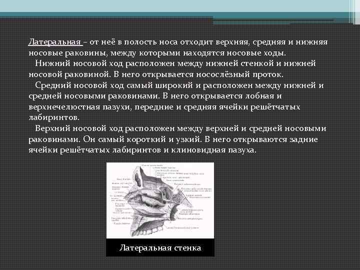 Латеральная – от неё в полость носа отходит верхняя, средняя и нижняя носовые раковины,