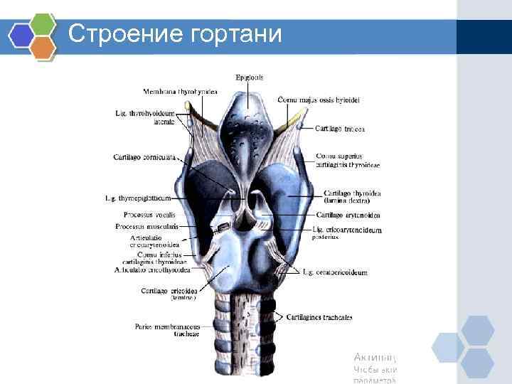 Строение гортани фото с описанием