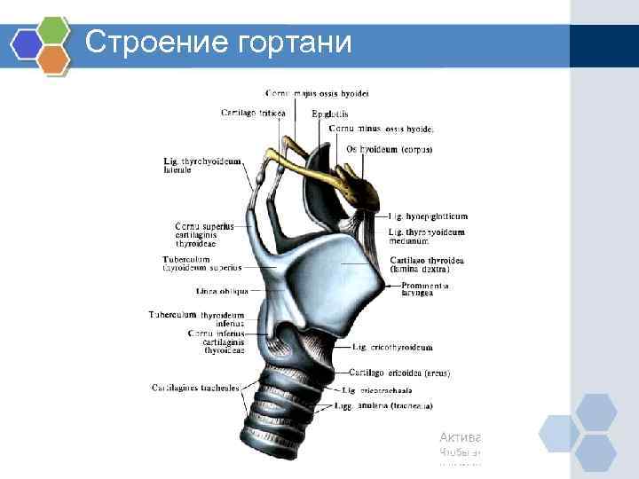 Строение гортани 