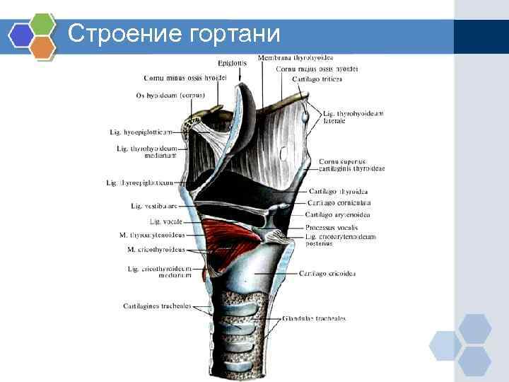 Строение гортани человека анатомия фото с описанием