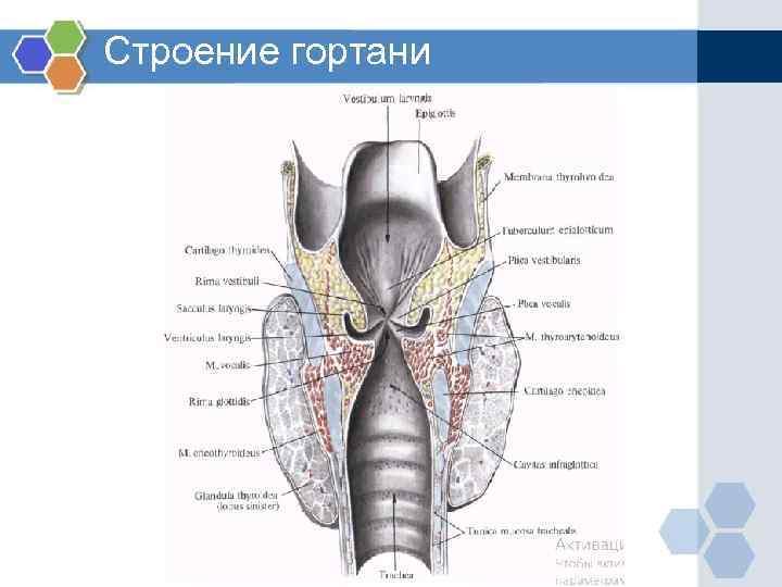 Строение гортани 