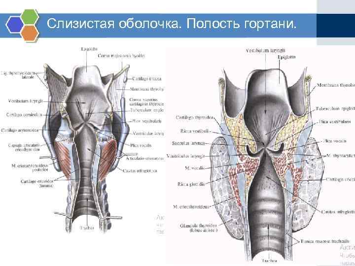 Какие анатомические образования имеются на внутренней поверхности стенок ventriculus sinister