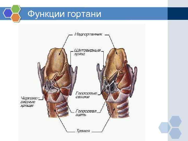 Гортань анатомия фото