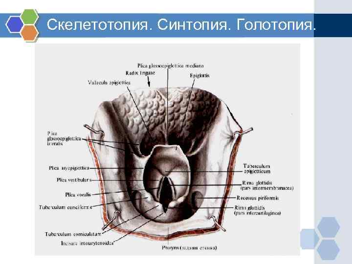 Голотопия скелетотопия синтопия