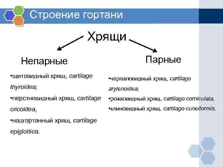 Строение гортани Хрящи Парные Непарные • щитовидный хрящ, cartilage • черпаловидный хрящ, cartilago thyroidea;