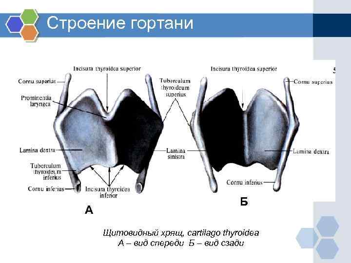 Строение гортани человека фото