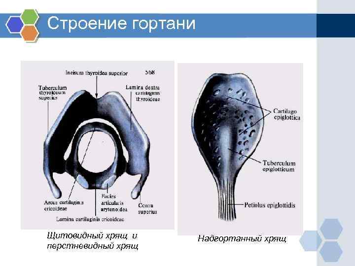 Функции надгортанного хряща в организме человека