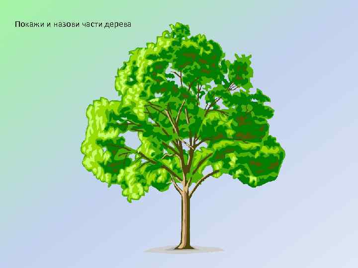 Покажи и назови части дерева 