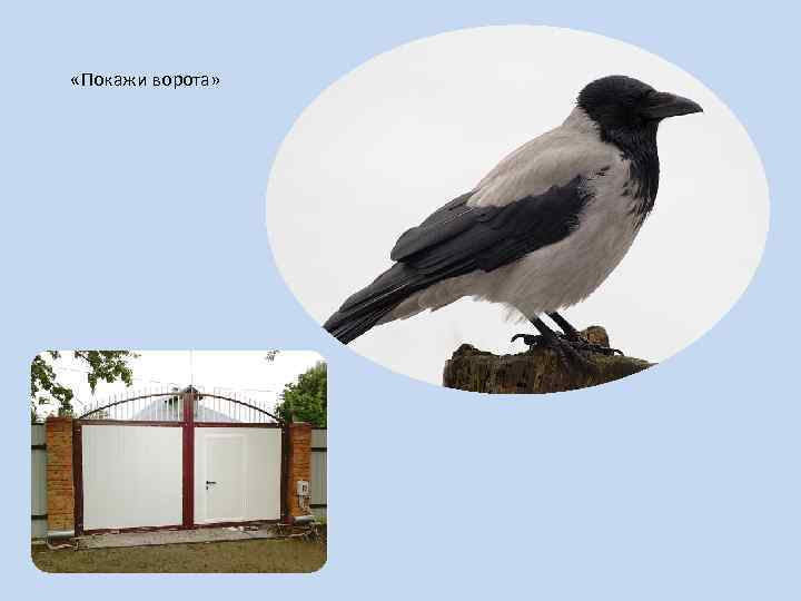 «Покажи ворота» 
