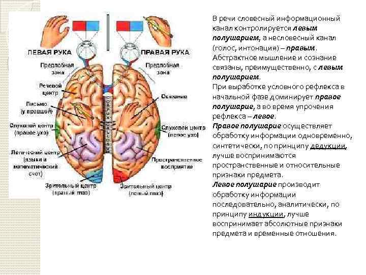 В речи словесный информационный канал контролируется левым полушарием, а несловесный канал (голос, интонация) –