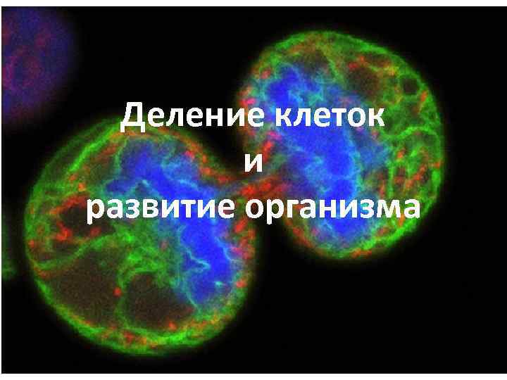 Деление клеток и развитие организма 