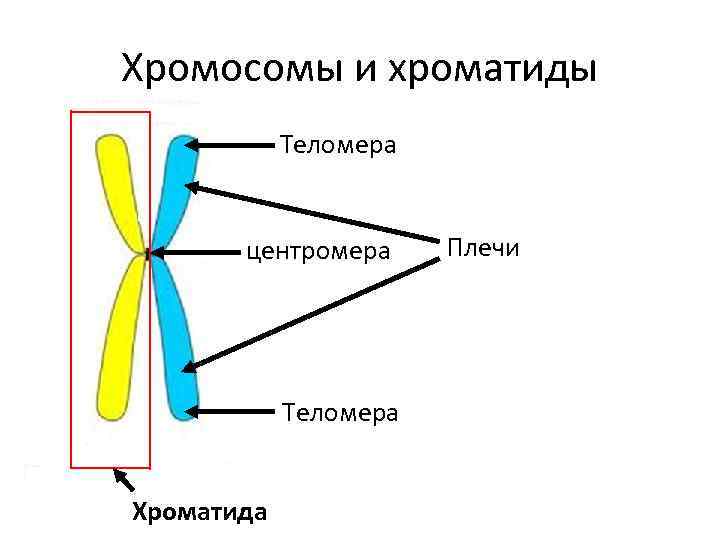 Хромосомы и хроматиды. Строение хромосомы центромера. Строение хроматиды. Хромосома и хроматида. Хромосома хроматида центромера.