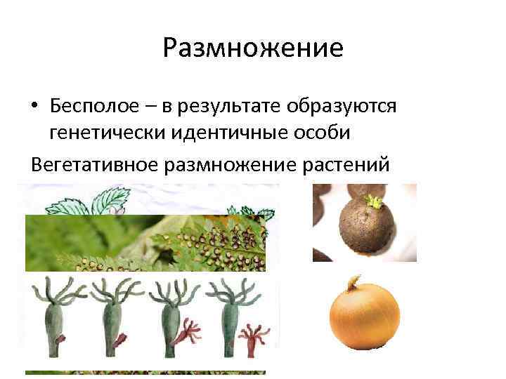 Бесполое размножение растений