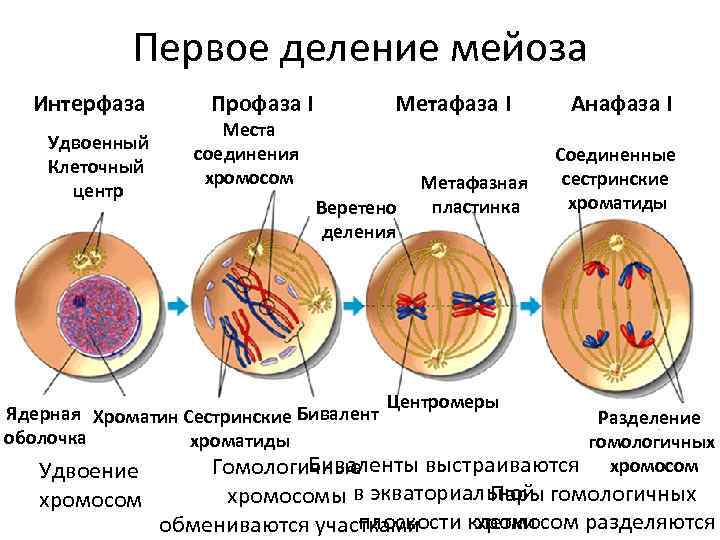 Хромосомы в первом делении мейоза