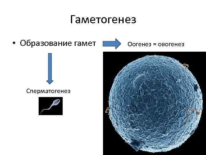 Гаметогенез • Образование гамет Сперматогенез Оогенез = овогенез 