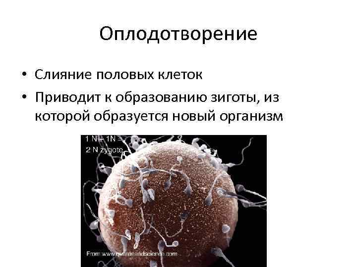 Оплодотворение • Слияние половых клеток • Приводит к образованию зиготы, из которой образуется новый