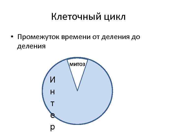 Клеточный цикл • Промежуток времени от деления до деления МИТОЗ И н т е