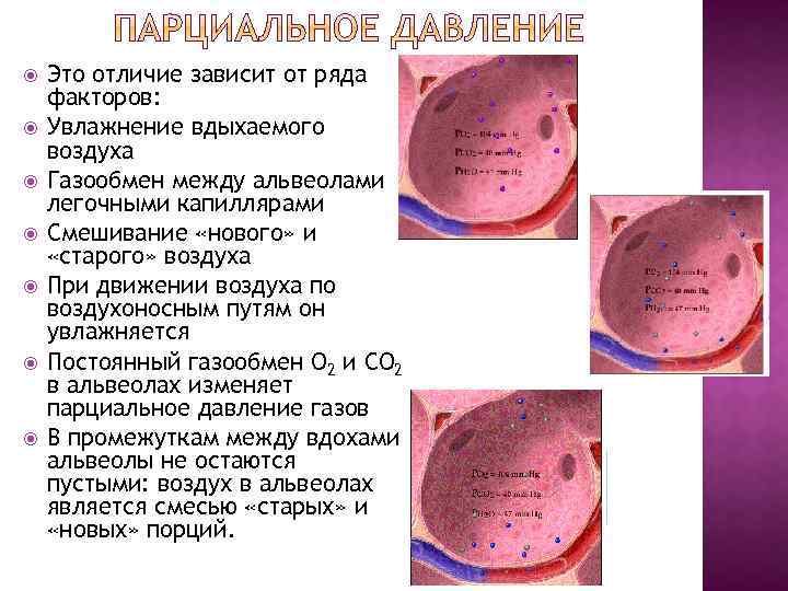  Это отличие зависит от ряда факторов: Увлажнение вдыхаемого воздуха Газообмен между альвеолами и