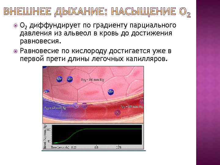 Благодаря чему происходит. Благодаря чему кислород диффундирует из альвеол в капилляры. Диффузия кислорода из альвеол в кровь. Кислород поступает из альвеол в капилляры. Диффузия кислорода из альвеол в капилляры происходит благодаря:.