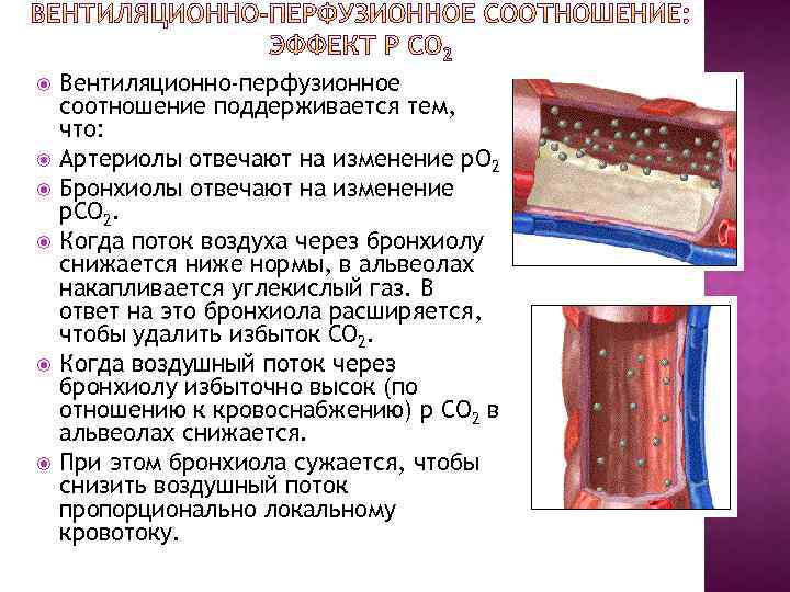  Вентиляционно-перфузионное соотношение поддерживается тем, что: Артериолы отвечают на изменение р. О 2 Бронхиолы